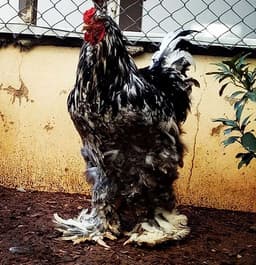 Black Bramma thumbnail 0