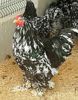 Black Bramma thumbnail 1