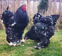 Black Bramma thumbnail 2