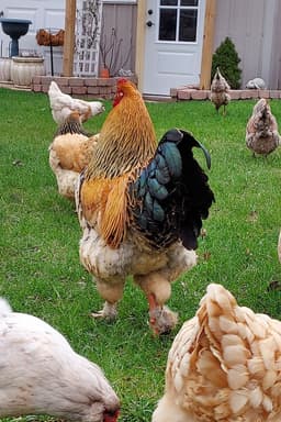 Colors Bramma thumbnail 1