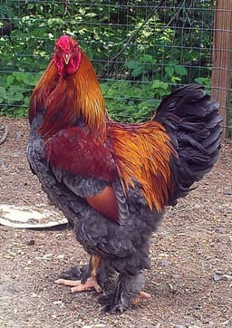 Colors Bramma thumbnail 2