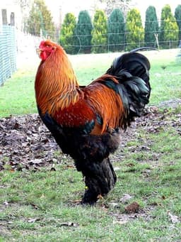 Colors Bramma thumbnail 3