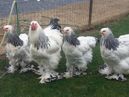 White Bramma thumbnail 0