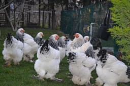 White Bramma thumbnail 1