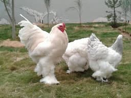 White Bramma thumbnail 3