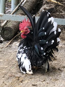 Japanese bantam thumbnail 1