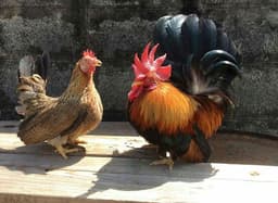 Japanese bantam thumbnail 2