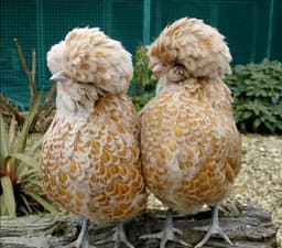 Polish cap thumbnail 0