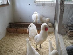 Polish cap thumbnail 2