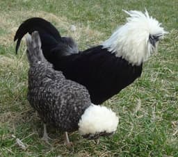 Polish cap thumbnail 3