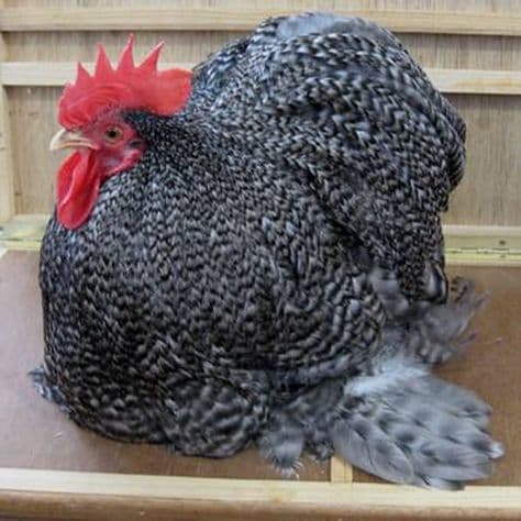 Cochin bantam
