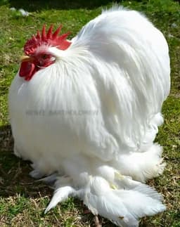 Cochin bantam thumbnail 1
