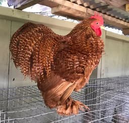 Cochin bantam thumbnail 2