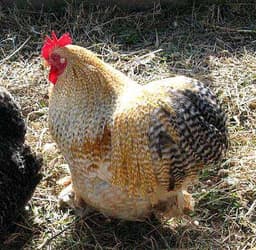 Cochin bantam thumbnail 3