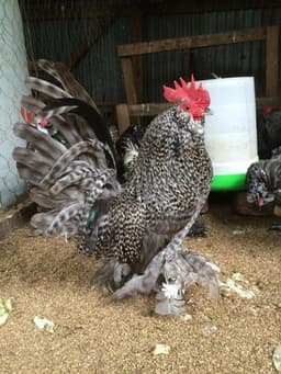 Milky flower thumbnail 1