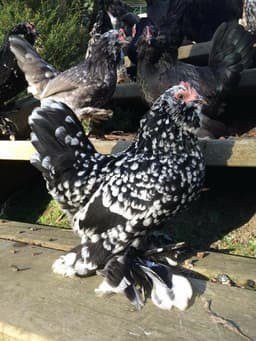 Milky flower thumbnail 2