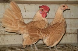 Sebright thumbnail 1