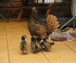 Sebright thumbnail 2