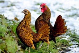 Sebright thumbnail 3