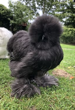 American Black Silkie thumbnail 0