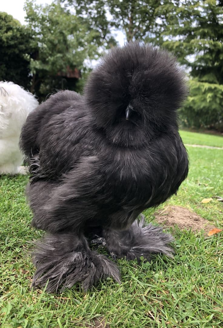 American Black Silkie