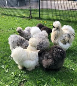 American Black Silkie thumbnail 1