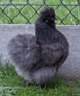 American Black Silkie thumbnail 2
