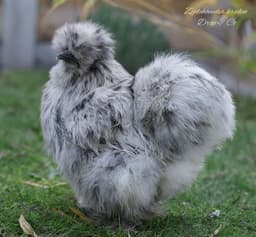 American Black Silkie thumbnail 3