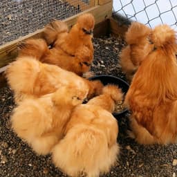 American Brown Silkie thumbnail 0