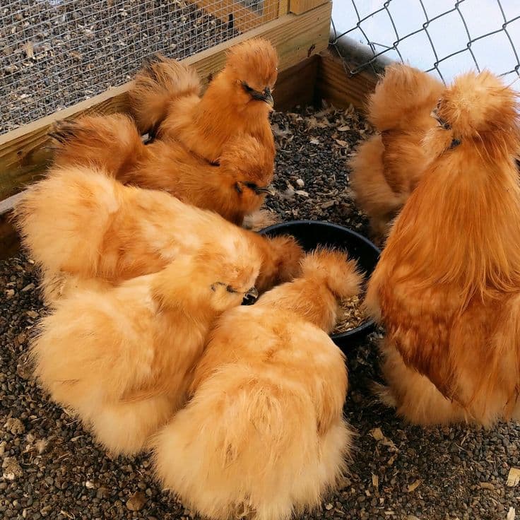 American Brown Silkie