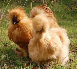 American Brown Silkie thumbnail 1
