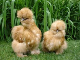 American Brown Silkie thumbnail 2