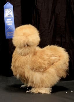American Brown Silkie thumbnail 3