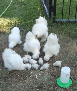 American White Silkie thumbnail 0