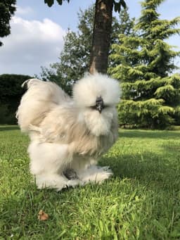 American White Silkie thumbnail 1