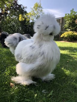 American White Silkie thumbnail 3