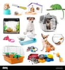 Pet Essentials & Accessories
