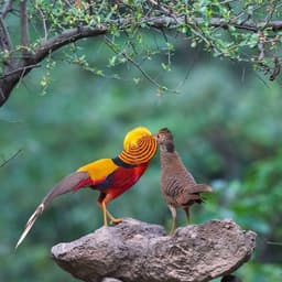 Hen Habitat Essentials