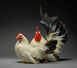 Feeding Your Fancy Hens