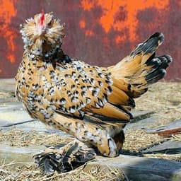 Fancy Hen Coops