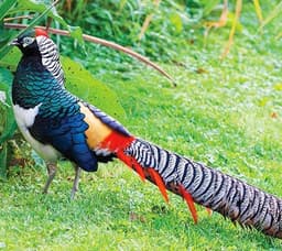 Pleasant thumbnail 0