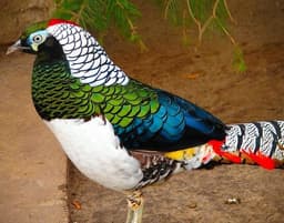 Pleasant thumbnail 1