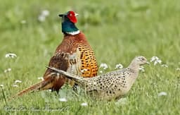 Pleasant thumbnail 2