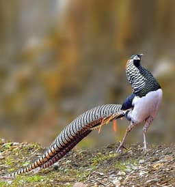 Pleasant thumbnail 4